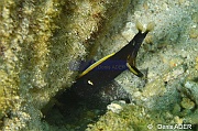 Rhinomuraena quaesita murene ruban-Wakatobi Pasar wajo jetty-3m-20180602-Denis-ADER-DSC_3433_tn